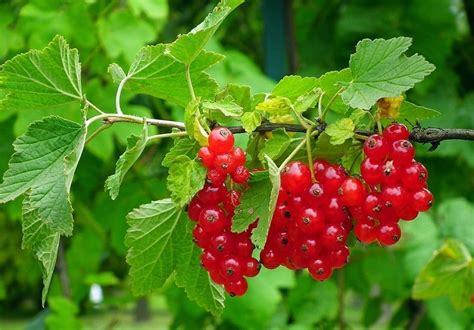 What to do with Red Currants! Recipes and Growing Tips