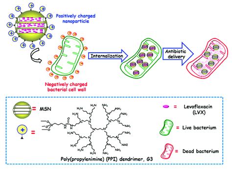 Schematic illustration of the mechanism of action of Gram negative (E.... | Download Scientific ...