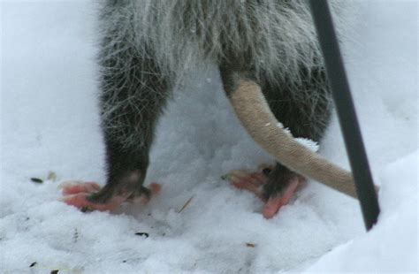 Possum feet with opposable toes | Flickr - Photo Sharing!