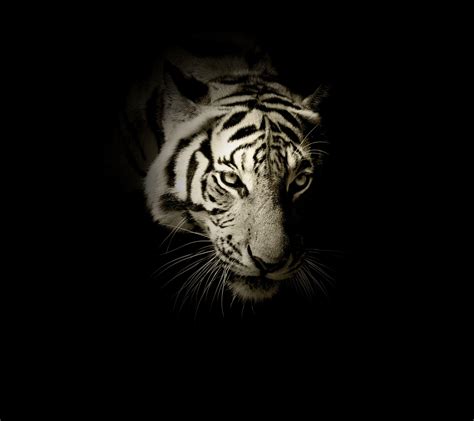 Black Tiger Wallpapers - Top Free Black Tiger Backgrounds - WallpaperAccess