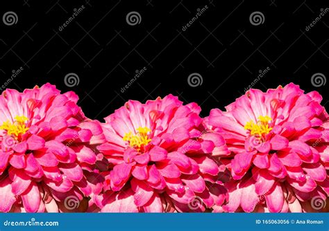 Fundo Preto Com Flores Para Um Papel De Parede Perfeito Foto de Stock ...