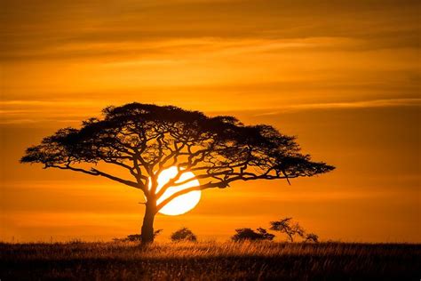 Sunrise on the Serengeti | African sunset, Africa sunset, African tree