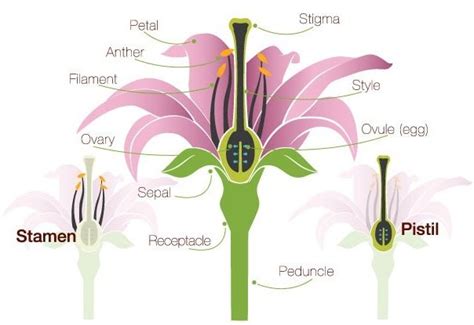 Flower Anatomy: The Parts of a Flower - ProFlowers Blog