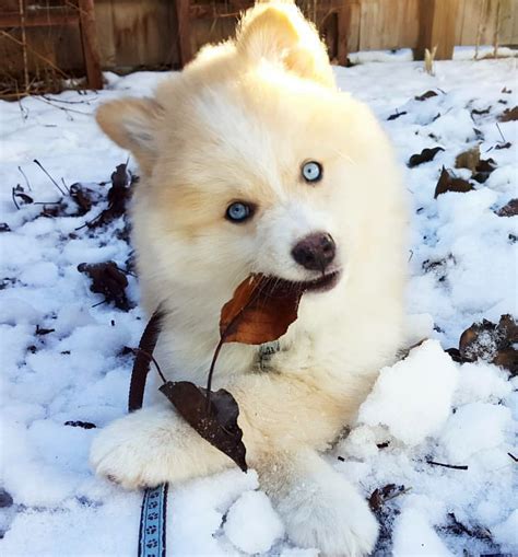 Pomsky Puppy Breeder