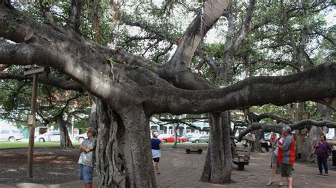 Ring by ring, majestic banyan tree in heart of fire-scorched Lahaina chronicles 150 years of ...