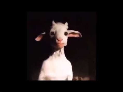 Standing Goat: Video Gallery (Sorted by Score) | Know Your Meme