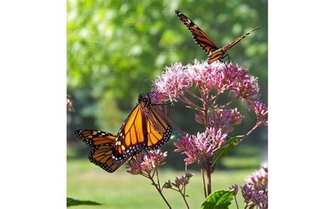 Monarch butterfly garden planted at Westwood resource center – Lassen News