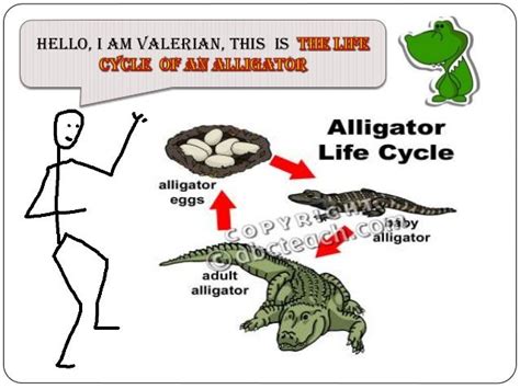 [DIAGRAM] Diagram Of Life Cycle Of Freshwater Crocodile - MYDIAGRAM.ONLINE