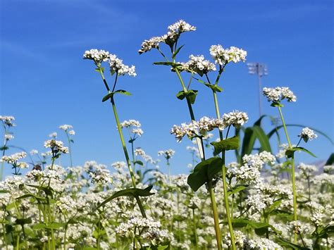 Cover Crop Species Spotlight – Buckwheat | Purdue University Vegetable ...