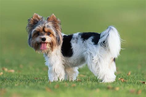 Biewer Terrier Grooming » How to Groom A Biewer Terrier