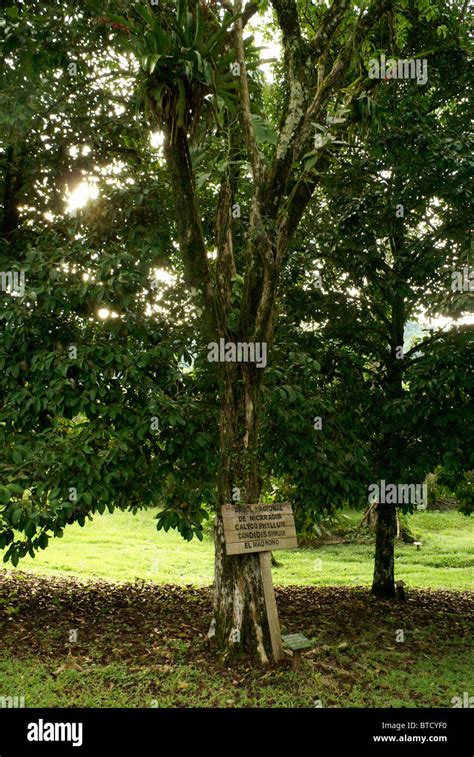 El Madrono, the national tree of Nicaragua, Lancetilla Botanical Garden, Honduras Stock Photo ...