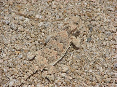 Horned lizard's amazing camouflage. | The Largest Reptile Board on Pi…