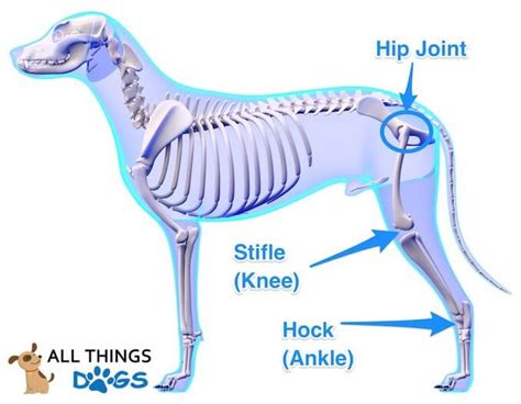 A Visual Guide to Dog Anatomy (Muscle, Organ & Skeletal Drawings) | All Things Dogs