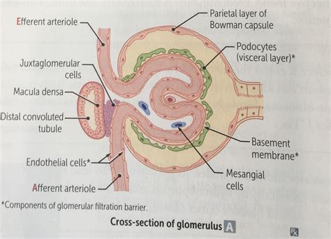 Glomerulo | Basement membrane, Sketches, Bowman