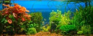 Cherry Barb Care Guide & Species Profile | Fishkeeping World