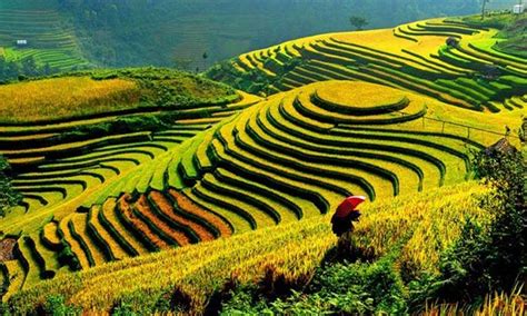 8 Thailand’s picturesque rice terraces and plantations with info