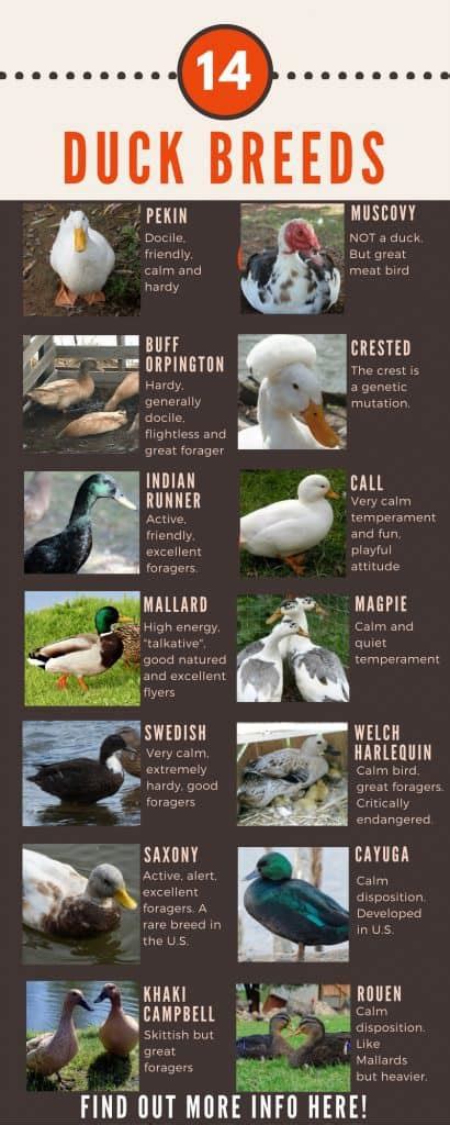 Duck Breeds: 14 Breeds YOU Could Own and Their Facts at a Glance