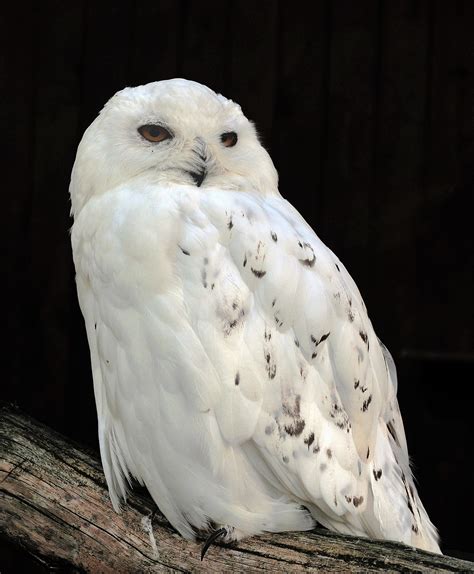 Snowy owl - Wikipedia