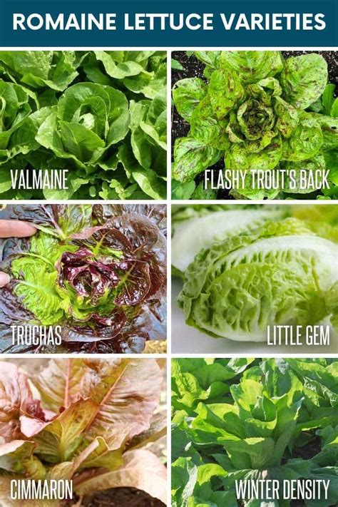 Growing Romaine Lettuce, Step-by-Step - Growfully