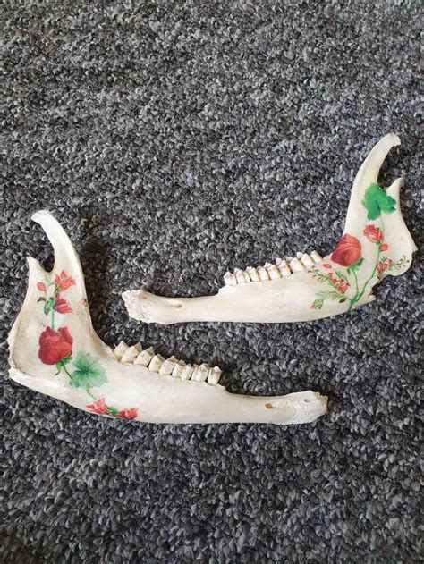 Lower Deer Jaw Bone Decor Wall Hanging or Freestanding Jaw | Etsy