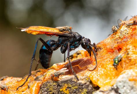 Tarantula Hawk Wasp