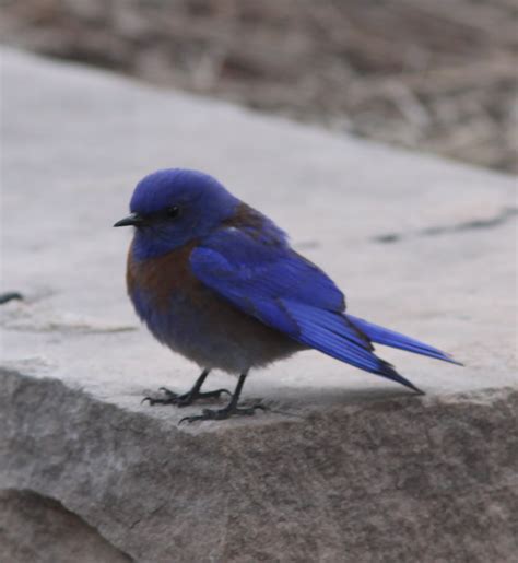 Monkey Business (mostly about birding): Grand Canyon birds