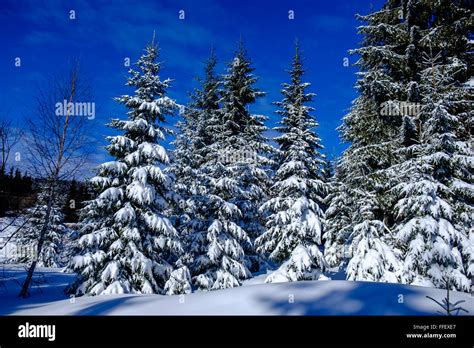 Snowy pine trees, snow covered, closeup, winter wonderland landscape ...