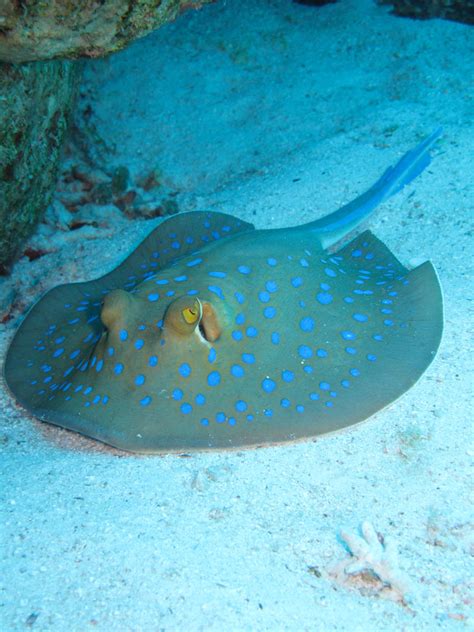 Blue spotted Stingray by Cicciobello-BoBo on DeviantArt