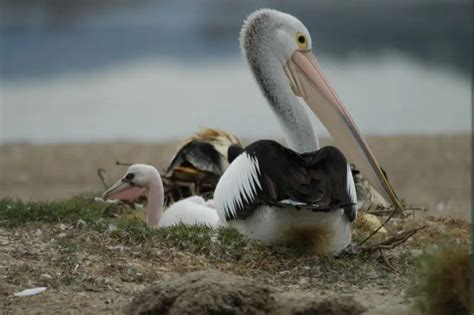 Australian Pelican - Facts, Diet, Habitat & Pictures on Animalia.bio