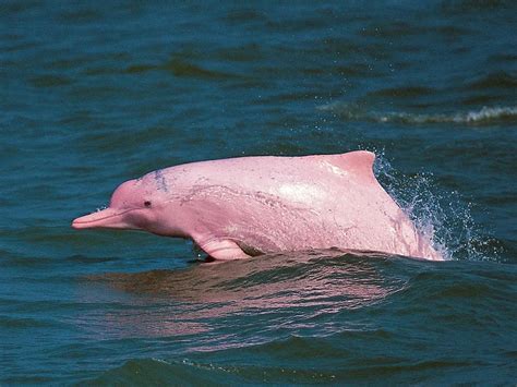 COVID lockdowns might have saved the pink dolphin from extinction - Esquire Middle East