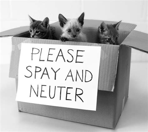 Spay/Neuter – Lakes Region Humane Society