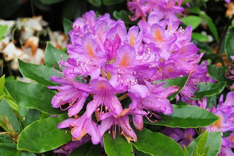 How to Grow and Care for Rhododendrons: A Beginners Guide