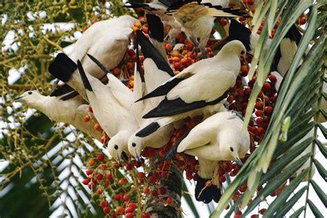 Asia Album: Biodiversity for everyone at Singapore's National Parks ...