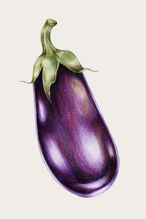 Download premium image of Hand drawn eggplant illustration about ...