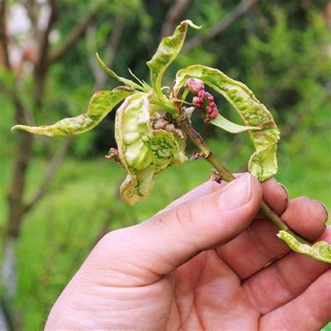 Peach Leaf Curl: Symptoms, Treatment and Control | Planet Natural | Peach tree diseases, Peach ...