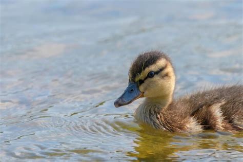 Premium Photo | Mallard duck baby on water surface, ducklings swimming