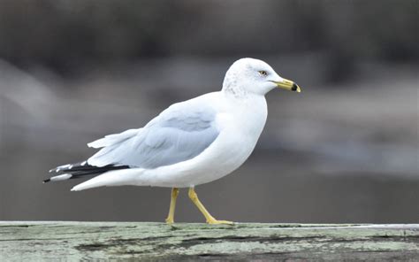 Bird Lore: Ring-billed Gull - My Edmonds News