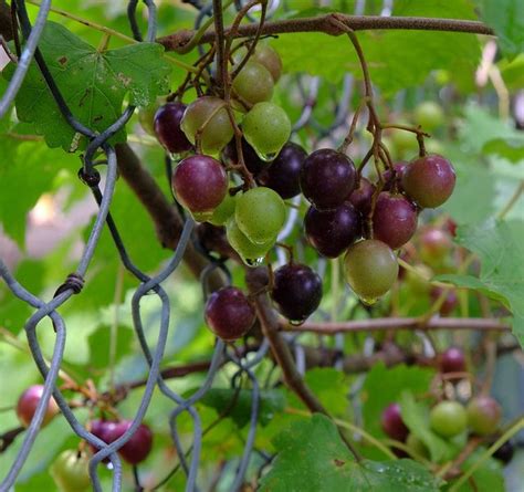 5 Amazing Health Benefits of Muscadine Grapes (Vitis Rotundifolia)