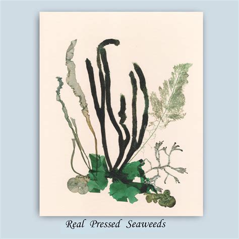 Seaweed Wall Art Original Seaweed Artwork Yacht Decor Ideas - Etsy