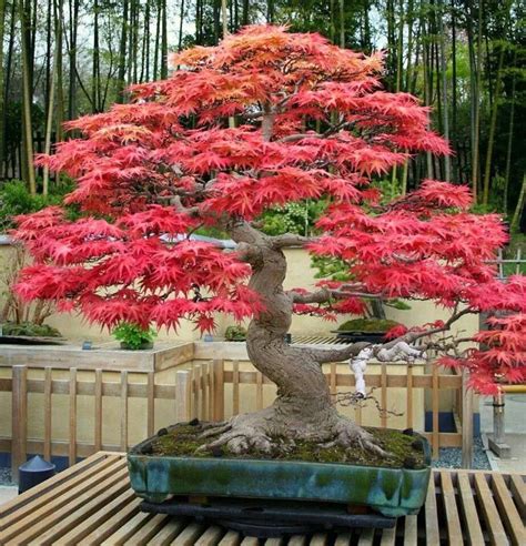 Buy ACER rubrum - Red maple (Bonsai) | Australian Seed