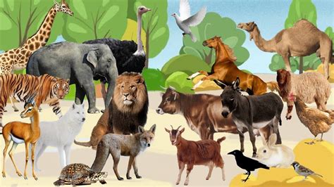 animals sound / اصوات الحيوانات للاطفال / حيوانات الغابه و حيوانات المزرعه / forest and farm ...