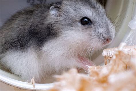 Campbell`s dwarf hamster stock photo. Image of furry - 195402584