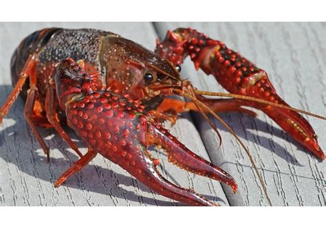 Live Crawfish Shipped