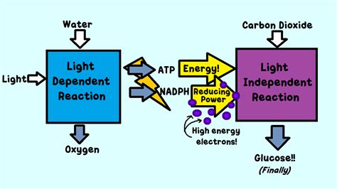 Together the light dependent cycle and the light independent cycle---which happen simultaneously ...