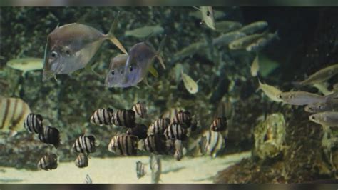 NC Aquarium at Fort Fisher adds juvenile spadefish to habitat - WWAYTV3