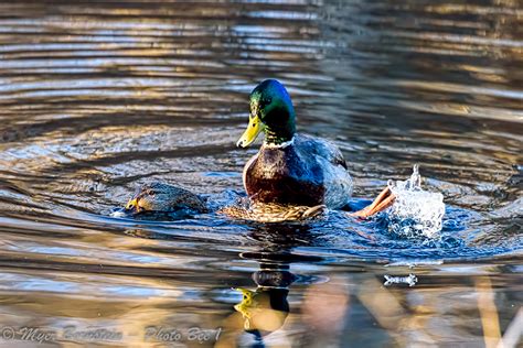 Mallards Mating