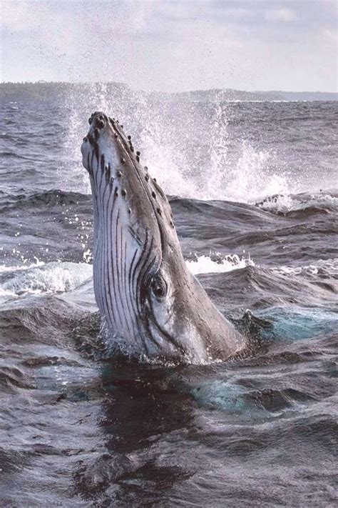 Humpback Whale Facts Habitat and Migration Humpback Whale Facts Habitat and Migration | Whale ...