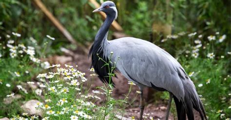 Types of Crane Birds - A-Z Animals