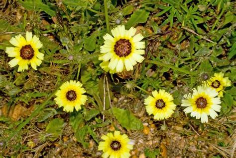 Tolpis barbata, European Umbrella Milkwort: identification ...