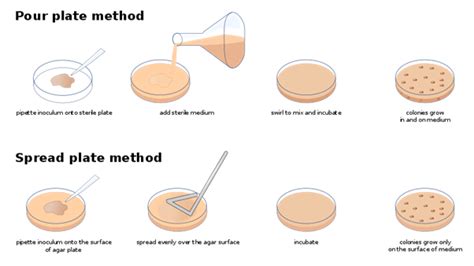 Inoculation Definition and Examples - Biology Online Dictionary